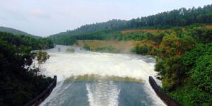 Nằm mơ thấy chó cắn vào chân đánh số gì đã được phân tích
